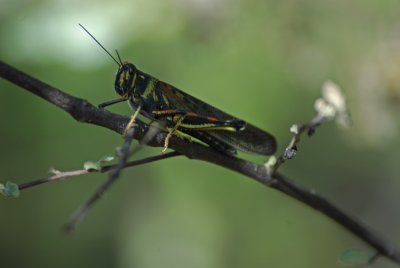 Galapagos Painted Locust