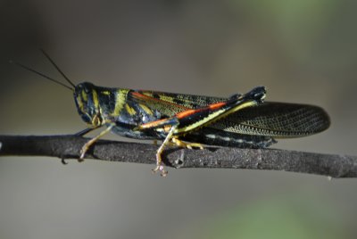 Galapagos Painted Locust Detail