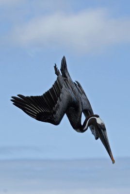 Pelican Dive 2