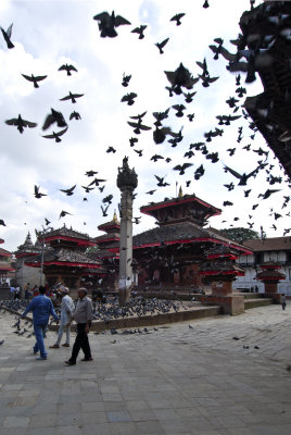 Pratapa Malla Column and Pigeons