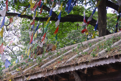 Langur Monkeys Playing with Prayer Flags