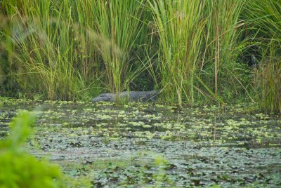 Chitwan Nat'l Park