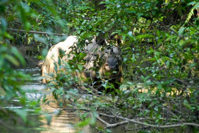 Chitwan Nat'l Park