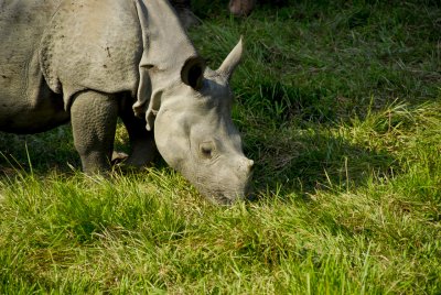 Chitwan Nat'l Park