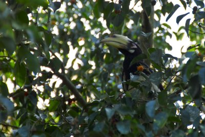 Chitwan Nat'l Park