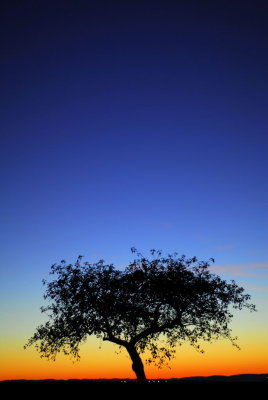 tree silhouette in blue hour