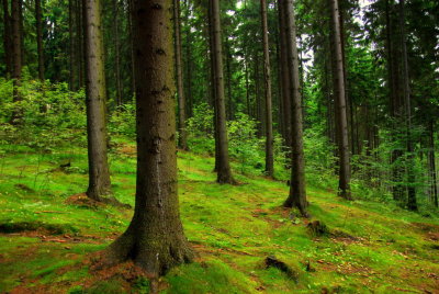 forest: trees and mossy ground near Kolorowe Jeziorka (Poland)