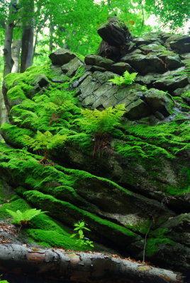 fern and moss on beautiful stone formation