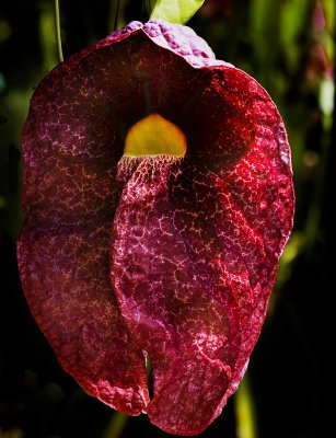 Giant Birthwort