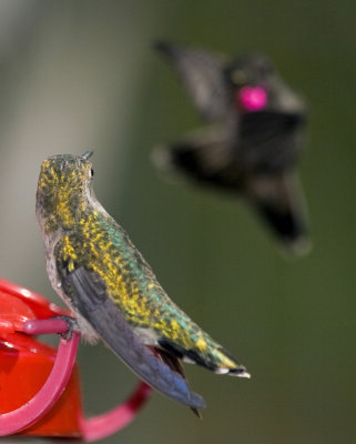 King of the Feeder