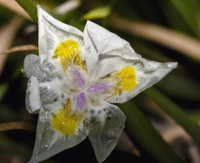 African Iris