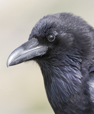 Common Raven