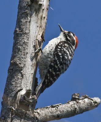 Nuttall's Woodpecker