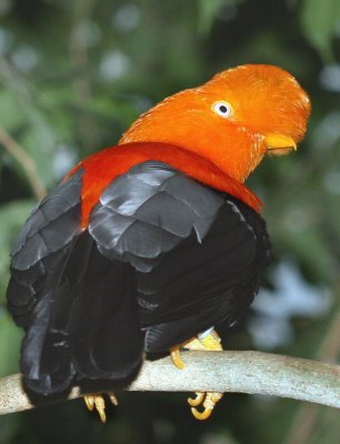 Andian Cock-of-the-Rock