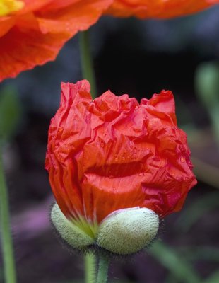 Iceland Poppy