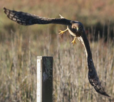 Northern Harrier (female)