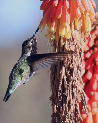 Anna's Hummingbird