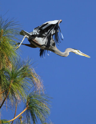 Great Blue Heron