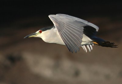 Black-Crowned Night Heron