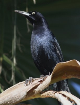 Great-tailed Grackle (male)