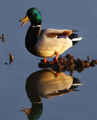 Mallard Drake