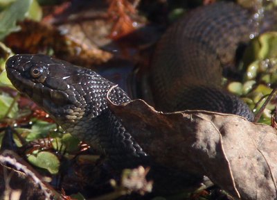 Louisiana  Black Snake