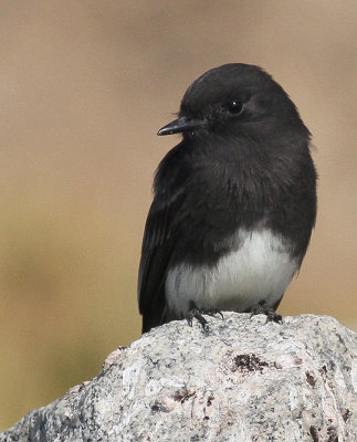 Black Phoebe