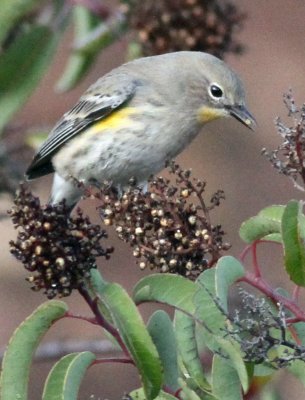 Yellow-rumped Warbler