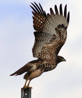 Red-tailed Hawk