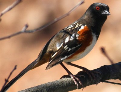 Spotted Towhee (male)