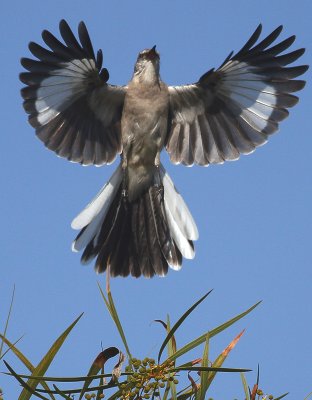 Mockingbird