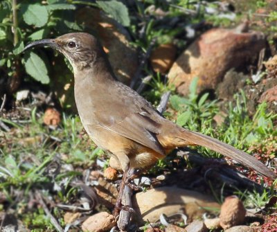 California Thrasher