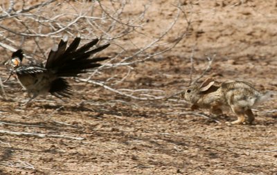 Desert Cottontail chasing Greater Roadrunner