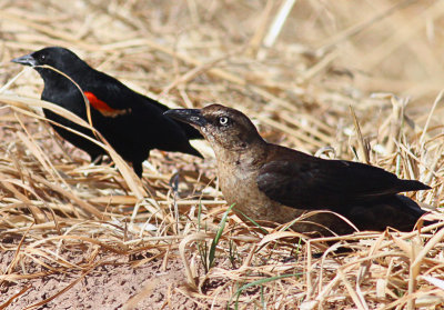 Red-tipped Blackbird and Common Grackle