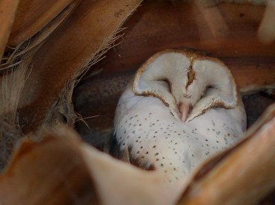 Barn Owl