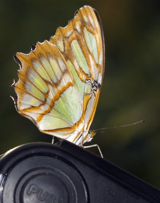 2010 Butterfly Jungle