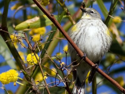 Yellow-rumped Warbler