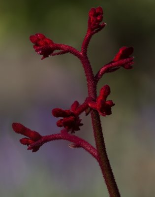 Kangeroo Paw