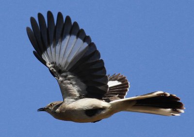 Northern Mockingbird