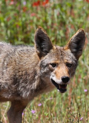 Coyote
