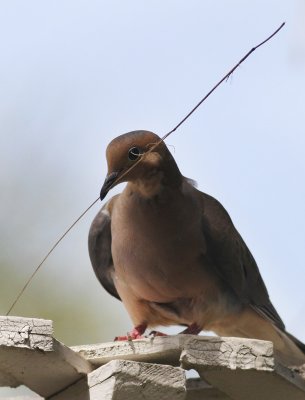 Mourning Dove