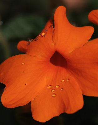 Orange Clock Vine