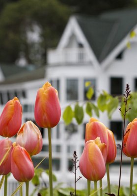 Tulips