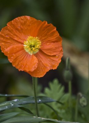 Poppy