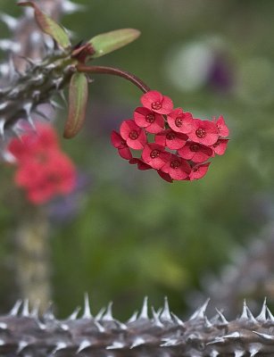 Crown of Thorns