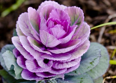 Ornamental Cabbage