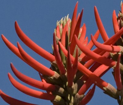 Coral Tree