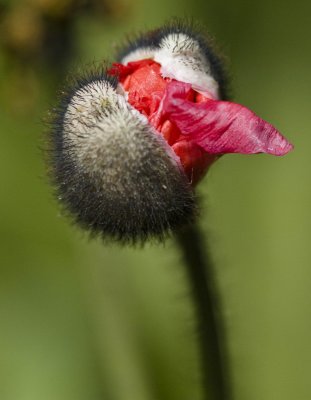Iceland Poppy about to burst open