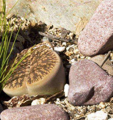 Living Stone