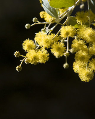 Acacia